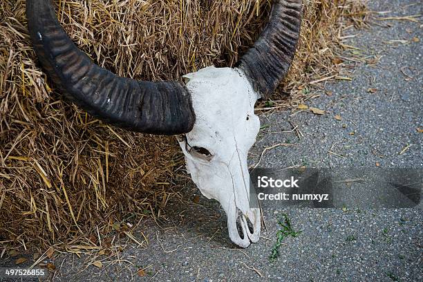 Buffalo Teschio È Stato Collocato Allinterno Della Paglia - Fotografie stock e altre immagini di Ambientazione esterna