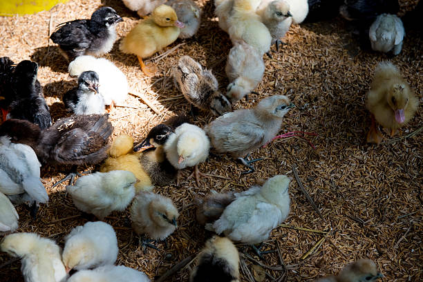 istock chick duckling Together in small farms 497526873