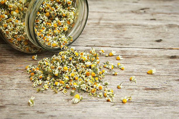 ромашка - chamomile chamomile plant tea herbal medicine стоковые фото и изображения