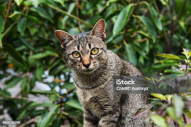 Katzen Blick Stockfoto und mehr Bilder von Agrarbetrieb - Agrarbetrieb, Asien, Bildhintergrund