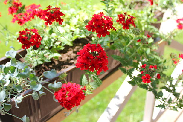Beautiful red Verbena (verbenas or vervains ) flowers on terrace stock photo