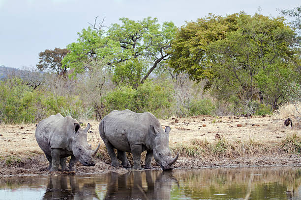 istock Southern white rhinoceros in Kruger National park 497534084