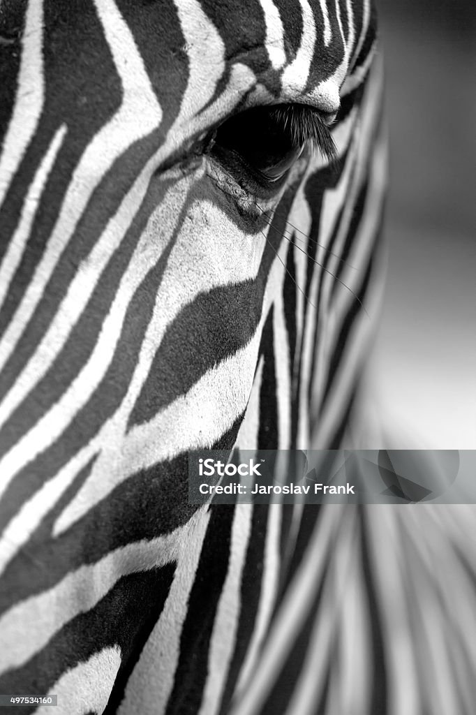 Monochromatic zebra skin texture Monochromatic image of a the face of a Grevy's zebra close up. Vertically. 2015 Stock Photo