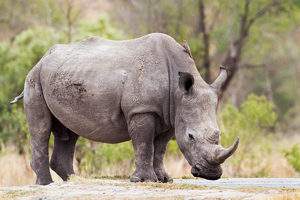 istock Southern white rhinoceros in Kruger National park 497534264