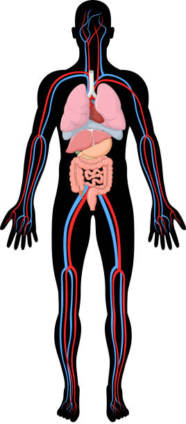 cartoon-illustration der menschlichen körper anatomie (hba - alimentary stock-grafiken, -clipart, -cartoons und -symbole