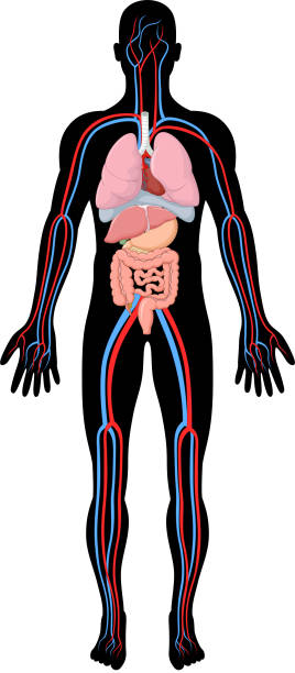 509 Cartoon Of Inside Human Body Diagram Illustrations & Clip Art - iStock
