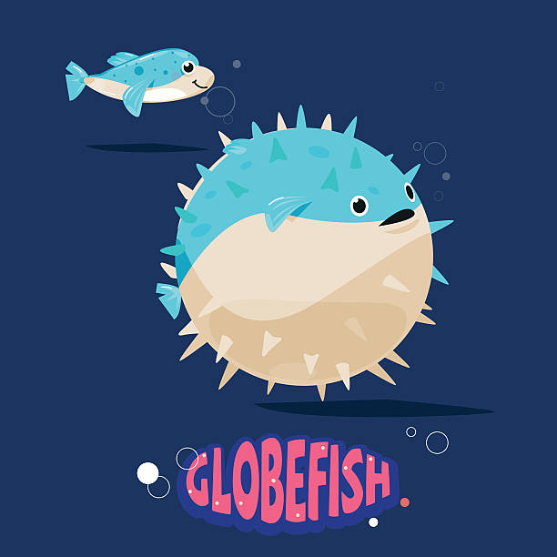 globefish character fill their stomachs with air to make themsel globefish character fill their stomachs with air to make themselves look bigger and less appealing to a predator. before and after body - vector illustration balloonfish stock illustrations