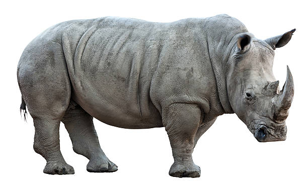 rhinocéros sur fond blanc - rhinocéros photos et images de collection