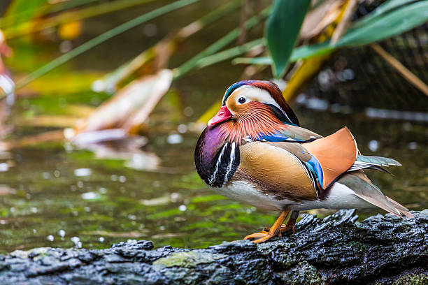 istock Beautiful male Mandarin Duck (Aix galericulata) 497537840