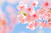 Pink Cherry Blossoms With Sunlight