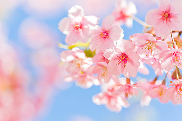 różowe wiśniowe kwiaty na światło słoneczne, - cherry blossom blossom branch cherry tree zdjęcia i obrazy z banku zdjęć