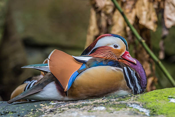 istock Beautiful male Mandarin Duck (Aix galericulata) 497538308