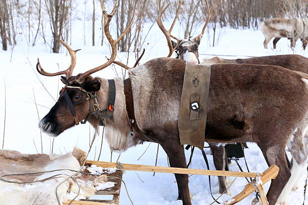 istock Reindeers in a team close up 497538956