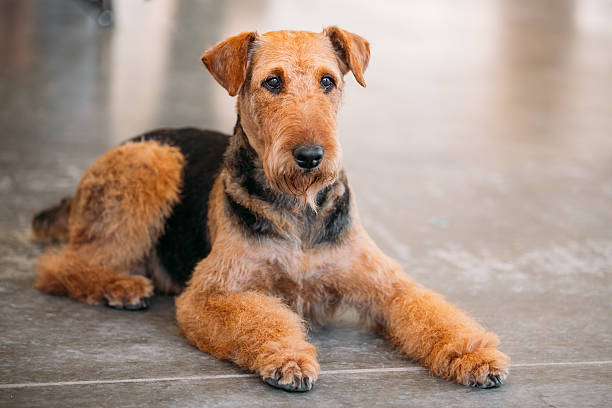 Brown Airedale Terrier Dog Close Up Beautiful Brown Airedale Terrier Dog airedale terrier stock pictures, royalty-free photos & images