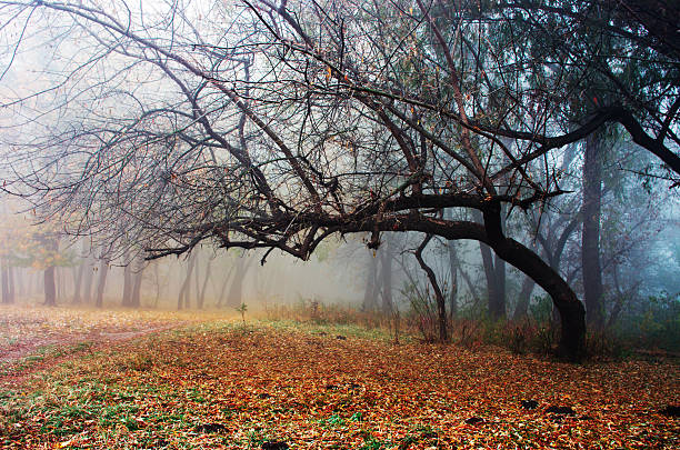 istock Fog morning in autumn forest 497541480