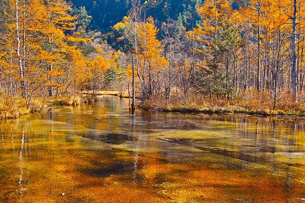 outono tashiroike de kamikochi - kamikochi national park - fotografias e filmes do acervo