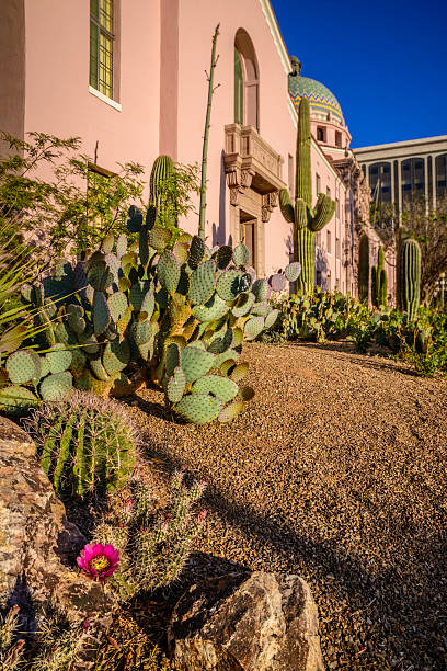 istock Pima County Courthouse Desert Cactus Landscaping in Tuscon Arizona 497542959