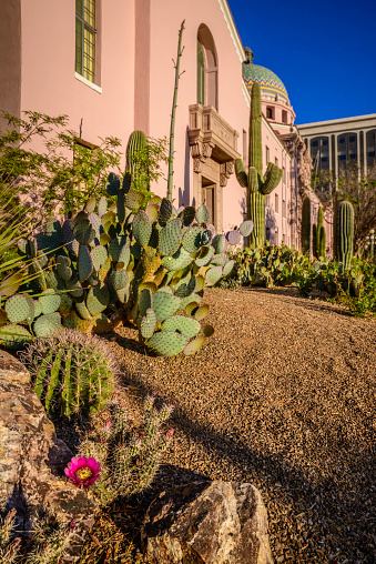 Pima County Courthouse Desert Cactus Landscaping in Tuscon Arizona with single pink flower in focus.