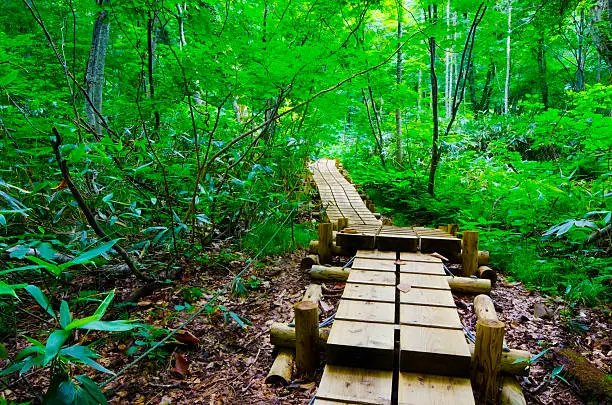 Beech Forest, SHIRAKAMI-SANCHI World Heritage, Akita Prefecture/Japan, 2012/8/11.