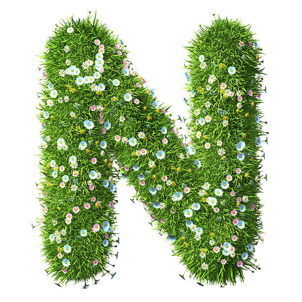istock Letter N Of Grass And Flowers 497543228