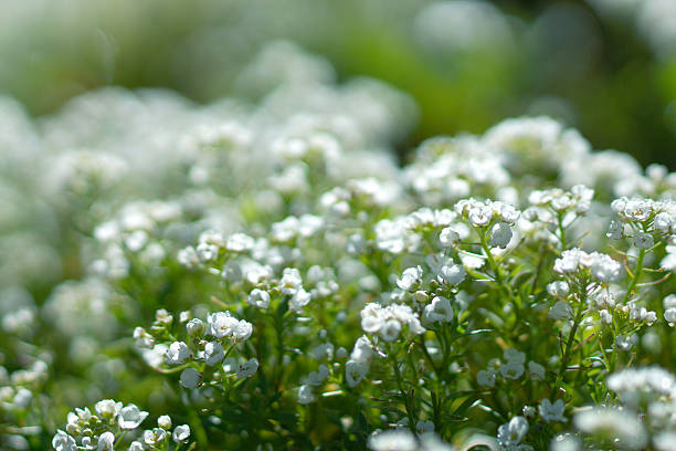istock sweet alison flowers 497543737