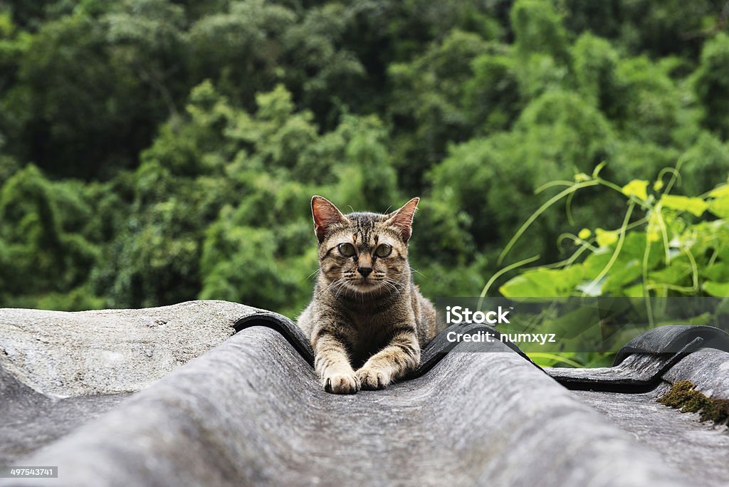 Gatos vistazo - Foto de stock de Agricultura libre de derechos