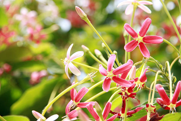 istock Pink Drunen sailor or rangoon creeper flower. 497543763