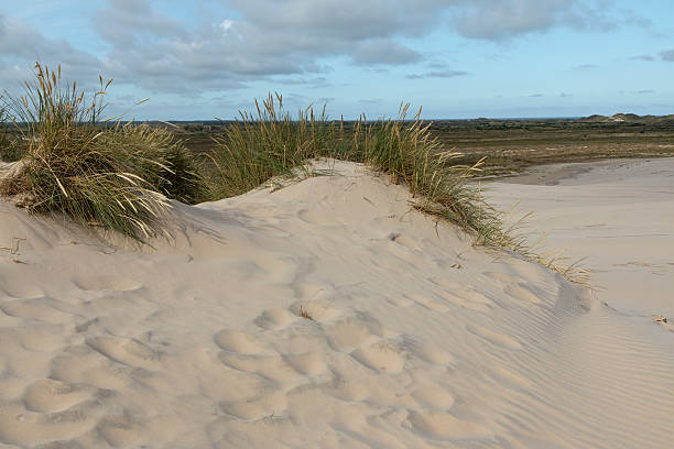 istock Lyme Grass in the Sand Dune 497543770