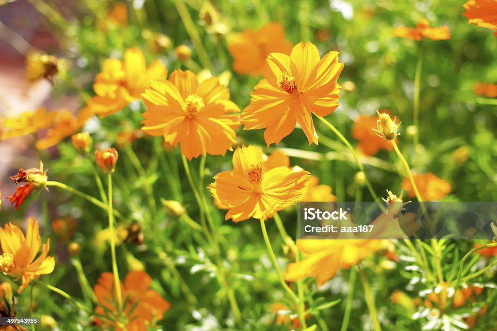 Yellow cosmos flower Yellow cosmos flower in the garden Backgrounds Stock Photo