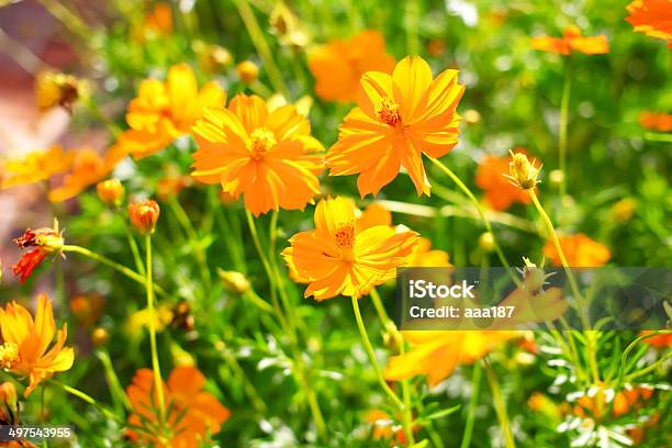 Yellow Cosmos Flower Stock Photo - Download Image Now - Backgrounds, Botany, Celebration