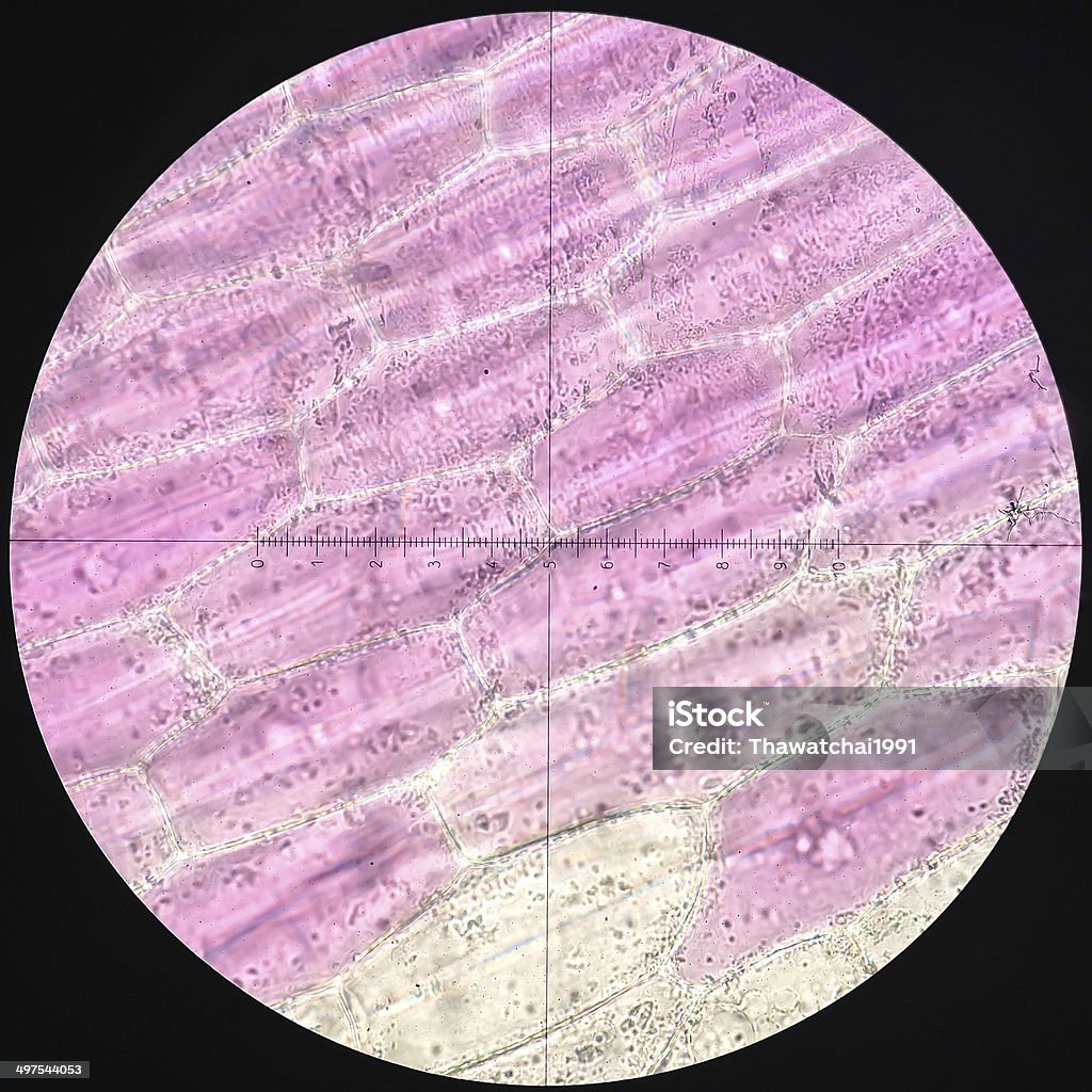 Imágenes de células microscópicas Commelinaceae - Foto de stock de Biología libre de derechos