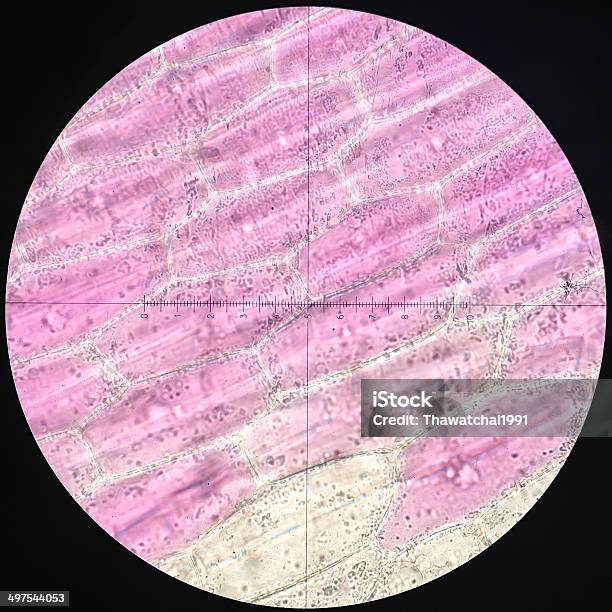 Imágenes De Células Microscópicas Commelinaceae Foto de stock y más banco de imágenes de Biología - Biología, Botánica, Ciencia