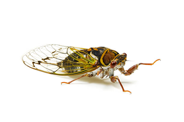 istock Japanese Dog Day Cicada-Lyristes japonicus 497544163
