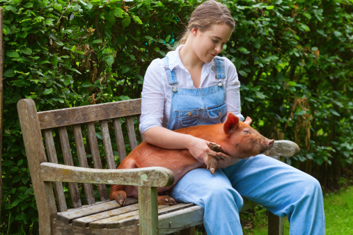Cute country girl wearing bib overalls and holding an 8-week-old Tamworth piglet.