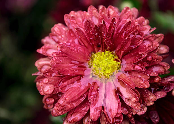 istock chrysanthemums in spring with drops of dew 497544422