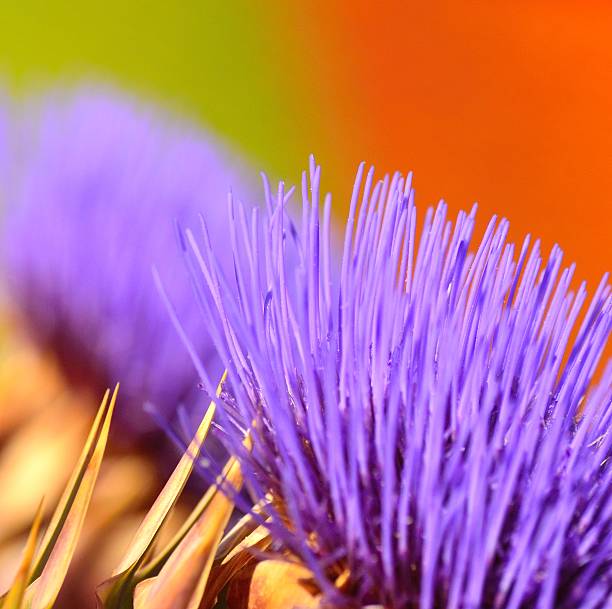 Splendid flower of wild artichoke on colorful background