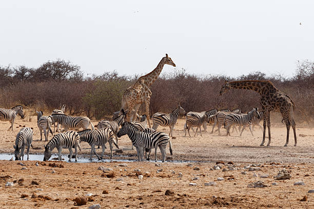 istock Giraffa camelopardalis and zebras drinking on waterhole 497547024