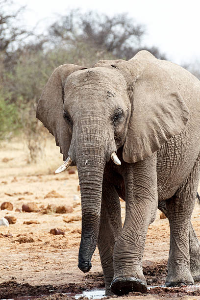 istock African elephants at a waterhole 497547380