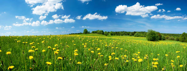 istock Field with dandelions and blue sky 497547707