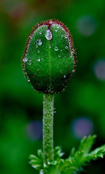 dia de chuva papoula-bud palco - poppy bud - fotografias e filmes do acervo