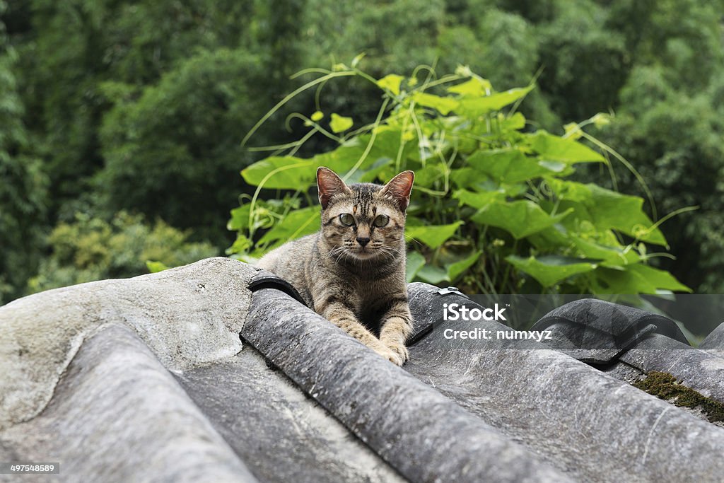 Olhar de gatos - Royalty-free Agricultura Foto de stock