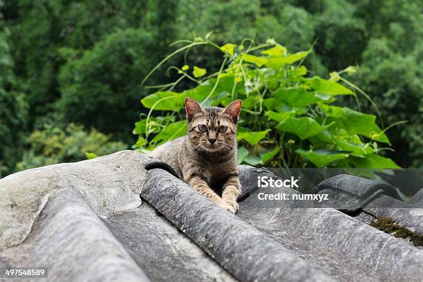 Olhar De Gatos - Fotografias de stock e mais imagens de Agricultura - Agricultura, Animal, Animal de Estimação