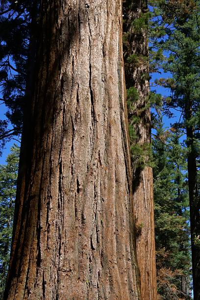 istock Giant Sequoia, Yosemite National Park 497549353