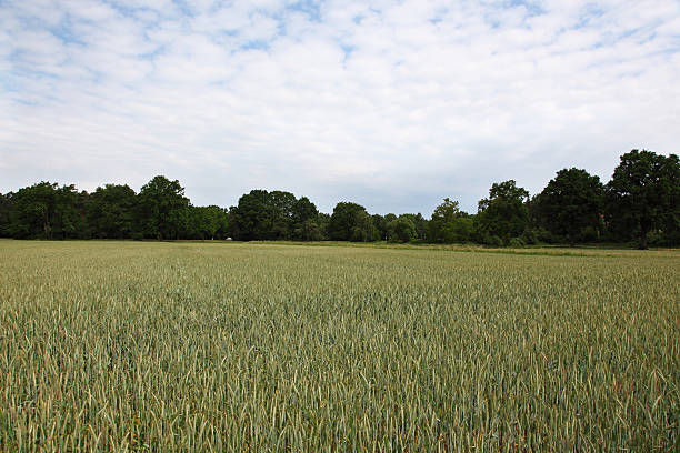 Wheat field stock photo