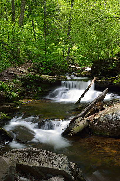 istock Creek in Ricketts Glen State Park 497549647