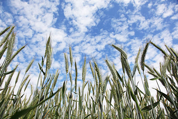 Wheat field stock photo