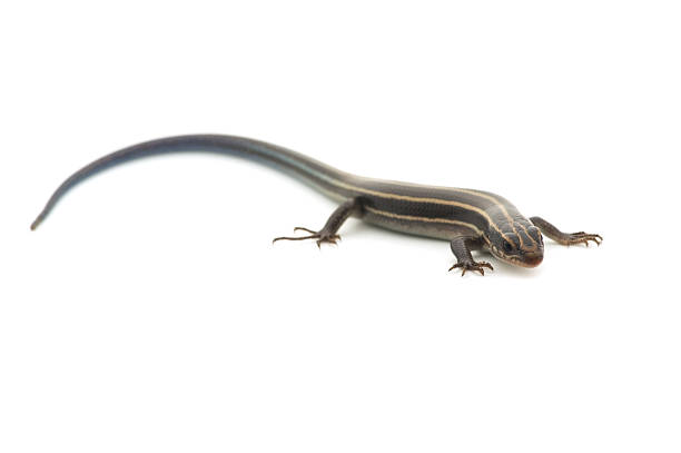 istock Relative of Japanese Five-lined Skink-Plestiodon sp. 497549807