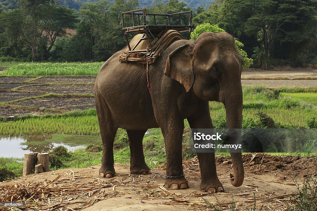 Elephants are fed to the use of villagers in Thailand Accessibility Stock Photo