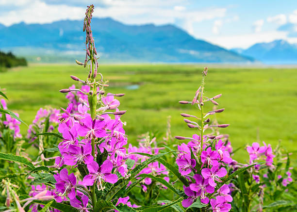 Fireweed in Bloom Fireweed, with Chugach Mountains in the background chugach national forest photos stock pictures, royalty-free photos & images