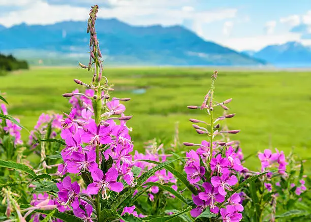 Fireweed, with Chugach Mountains in the background